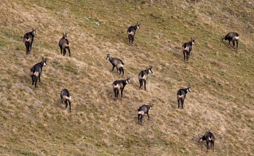 Chamois