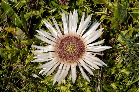 Silver thistle