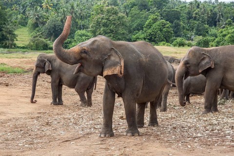 Asian elephant