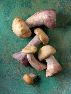 Freshly picked wild organic wood blewit mushrooms