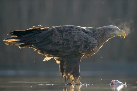 White-tailed eagle