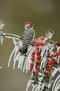 Ladder-backed Woodpecker