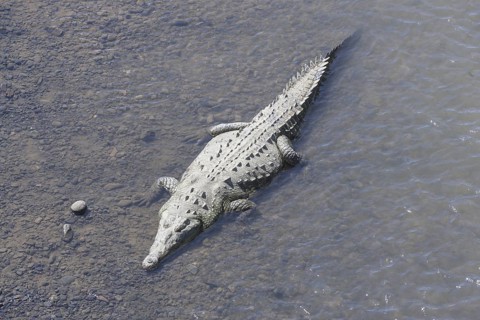 American crocodile