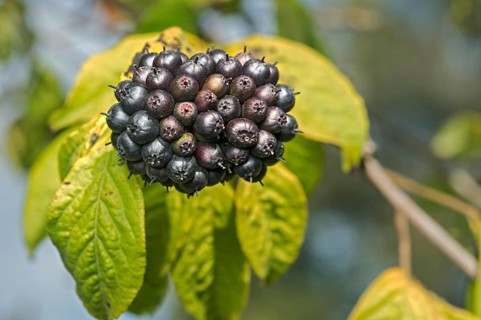 Fruit of Eleutherococcus henryi