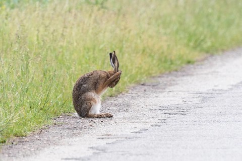 European hare