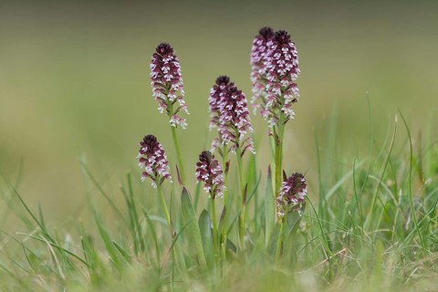 Burnt-tip orchid
