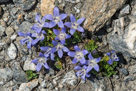 Mont-Cenis Bellflower