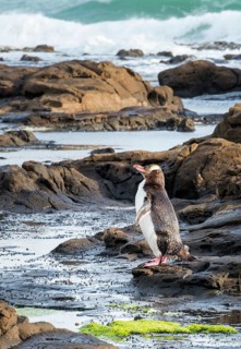 Yellow-eyed penguin