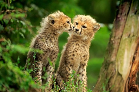 Sudan cheetahs