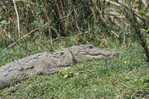 Mugger crocodile or Marsh crocodile
