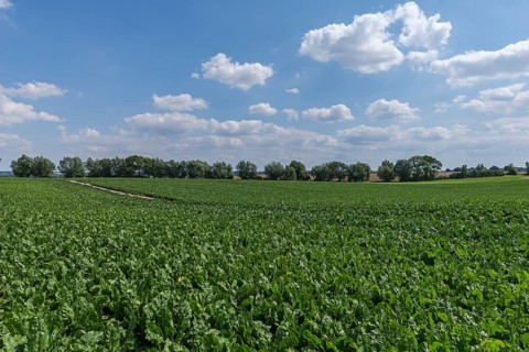 Sugar beet field