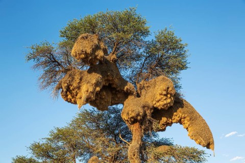Huge communal nest of Sociable Weavers