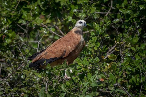 Black-collared hawk