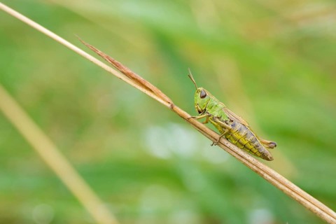 Meadow grasshopper