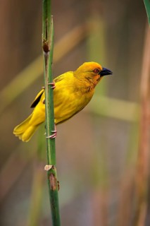 Eastern Golden Weaver