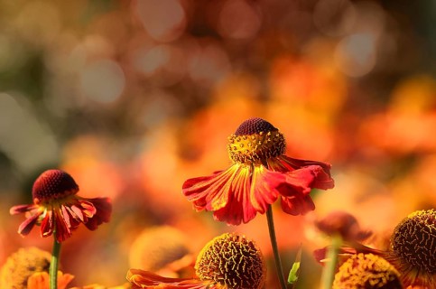 Common sneezeweed