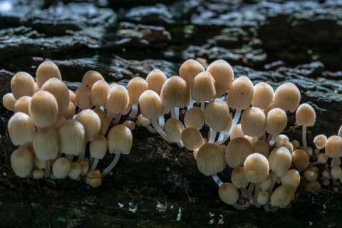 Fairies bonnet