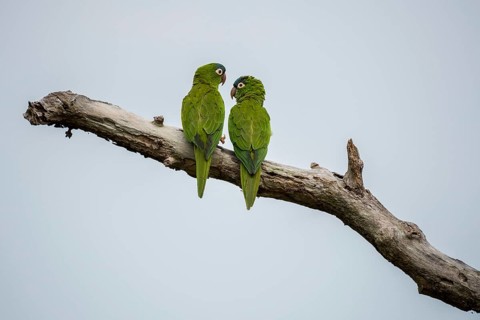Blue-crowned Parakeets or