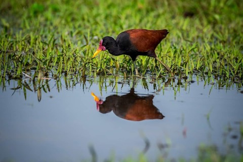Wattled jacana