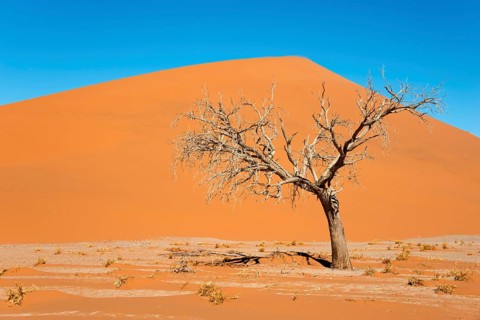 Dry camel thorn tree