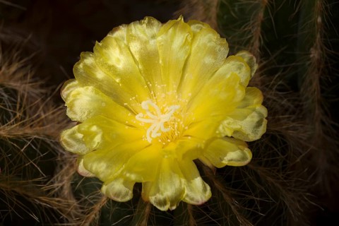 Yellow cactus flower