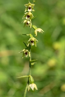 Mueller's helleborine