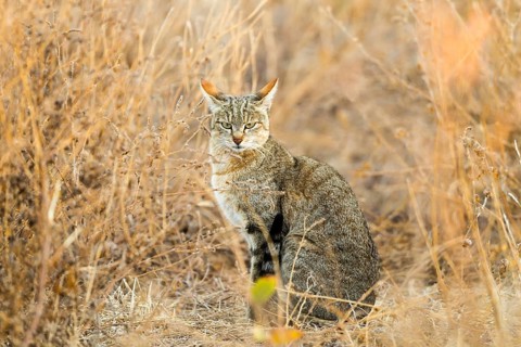 African Wildcat