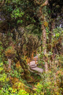 Boardwalk through dense jungle
