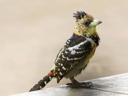 Crested barbet