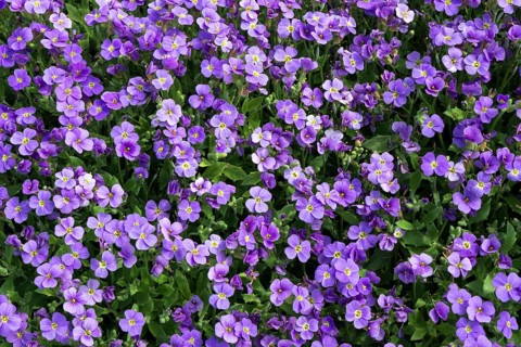 Aubrieta