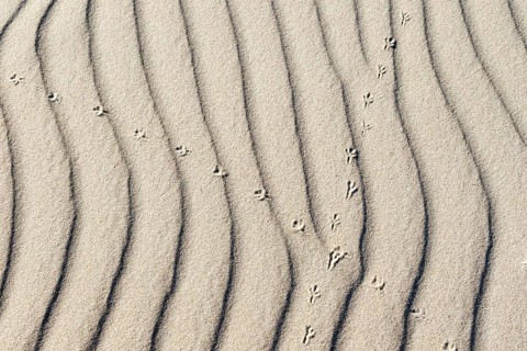 Crossed over animal tracks in the sand