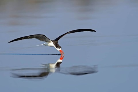 African skimmer