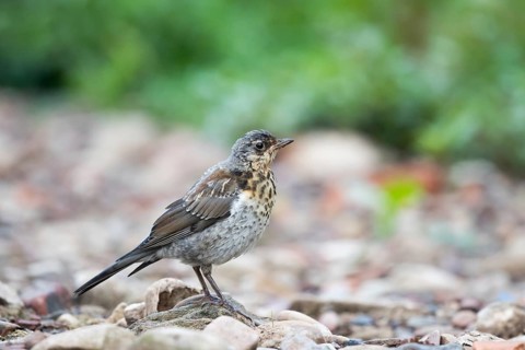 Song Thrush