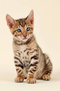 Pedigree cat Toyger
