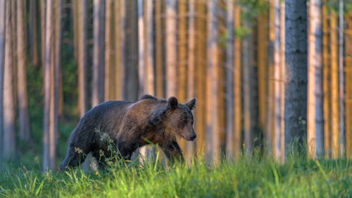 Brown bear