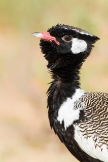 Northern Black Korhaan