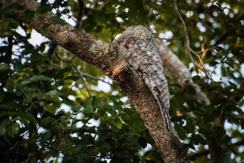 Great potoo