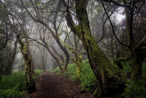Moss-covered trees in the fog forest