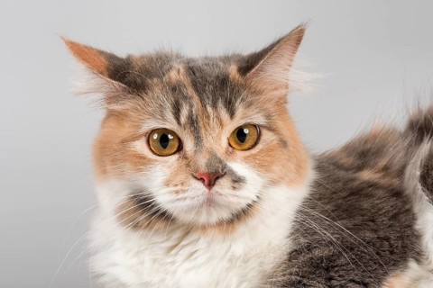 Pedigree cat Manx-Cymric