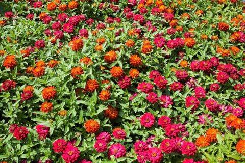 Dahlia flowers in summer