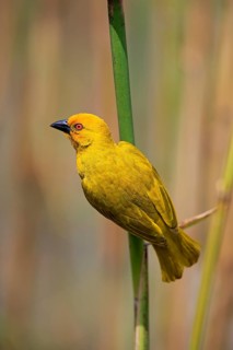 Eastern Golden Weaver