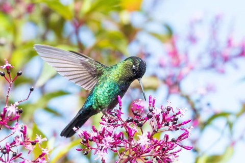 Magnificent Hummingbird