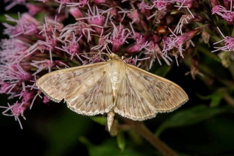 Mother of pearl moth