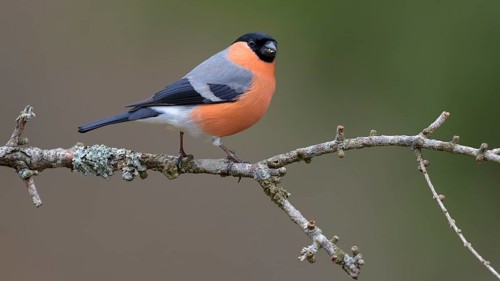 Eurasian bullfinch