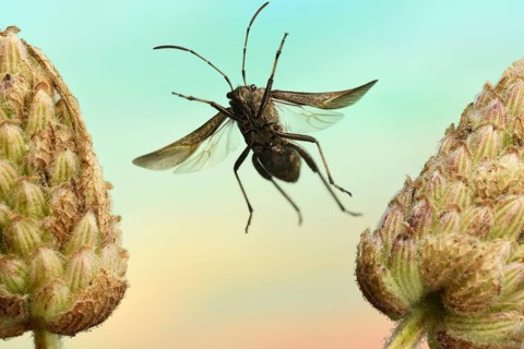 Bottle-feeler bug