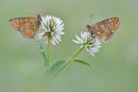 Two Marsh Fritillaries