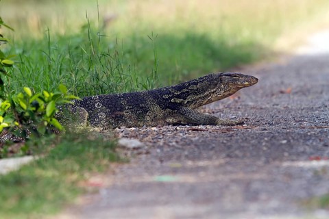 Water monitor