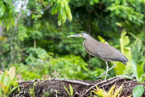 Bare-Throated Tiger Heron