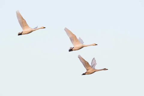 Bewick's swans