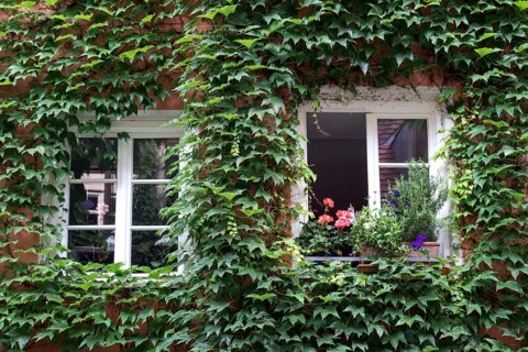 Ivy twists around windows
